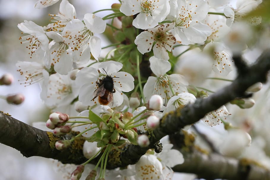 nature, cherry, flowers, bee, api, white, yellow, spring, summer, HD wallpaper