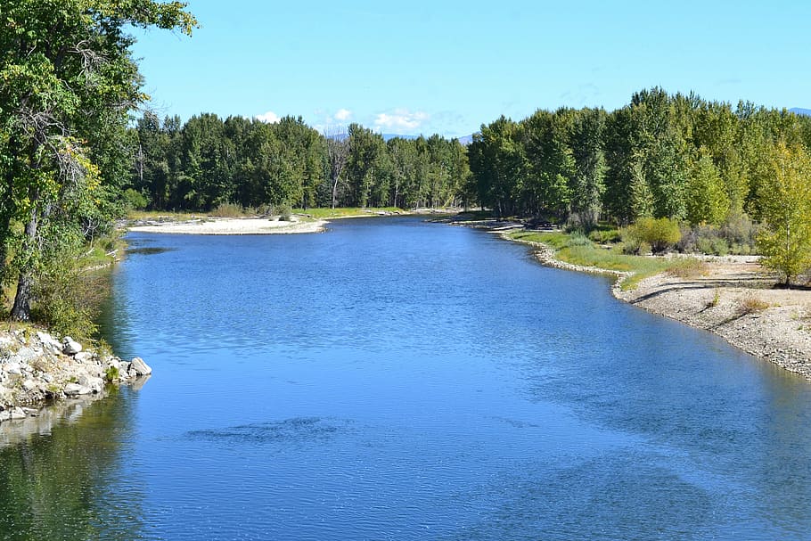 bitterroot river, hamilton, montana, plant, tree, water, tranquil scene HD wallpaper