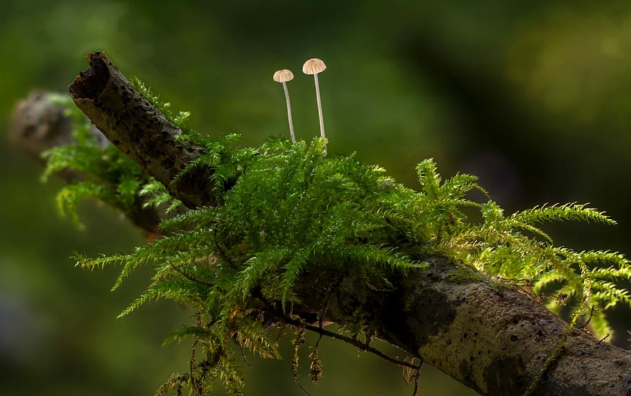 selective focus photography of two brown mushrooms on tree branch