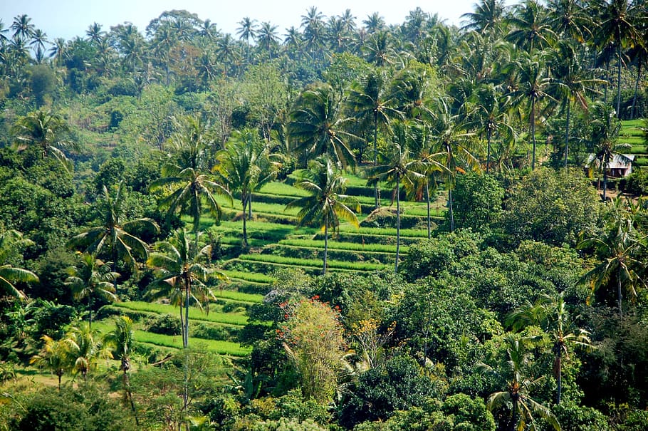 rice fields, bali, travel, plant, tree, growth, green color HD wallpaper