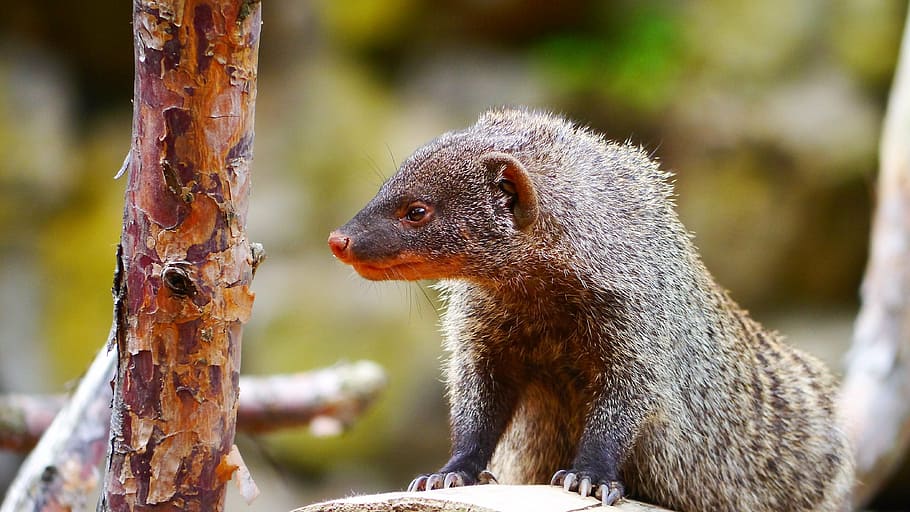 mongoose, mammal, creature, active, wild animal, predator, animal wildlife HD wallpaper