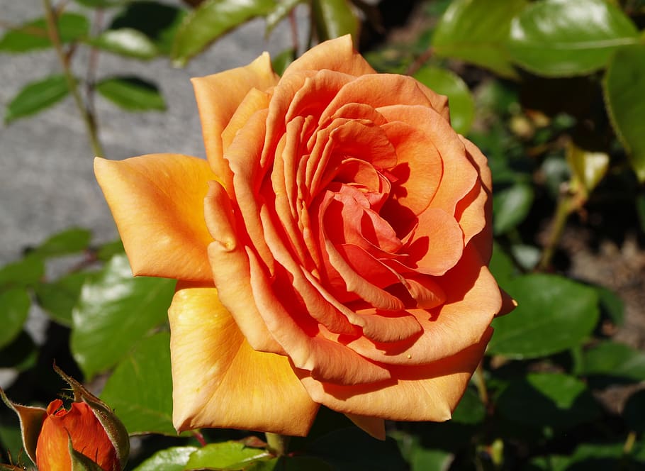 flower, rose, orange, beauty in nature, flowering plant, fragility HD wallpaper