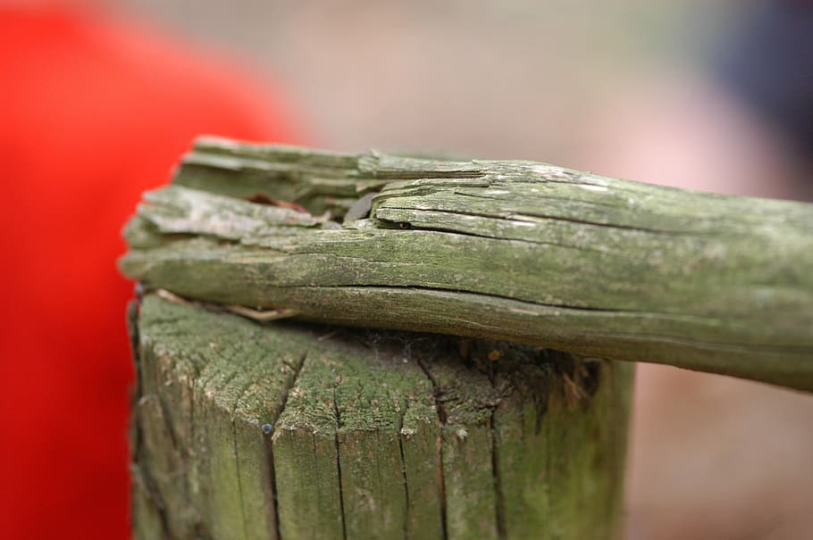 wood, forest, log, nature, cracked, fence, gnarled, tree, close-up HD wallpaper