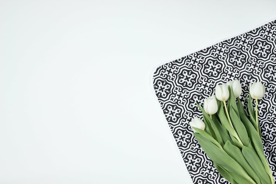 white flowers on white and black surface, tulips, model, morocco HD wallpaper