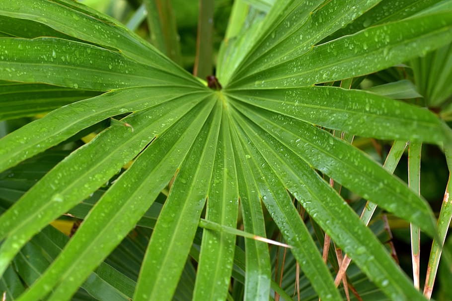 jungle drum leaves, radial, rain drops, long leaves, parallel venation, HD wallpaper