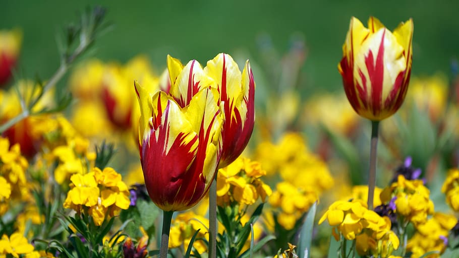 Red and Yellow Flowers during Daytime, flora, macro, nature, plant HD wallpaper