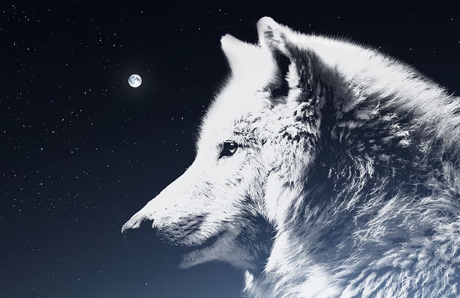 wolf, night sky, moon, atmosphere, mythology, white, spirit beings, HD wallpaper