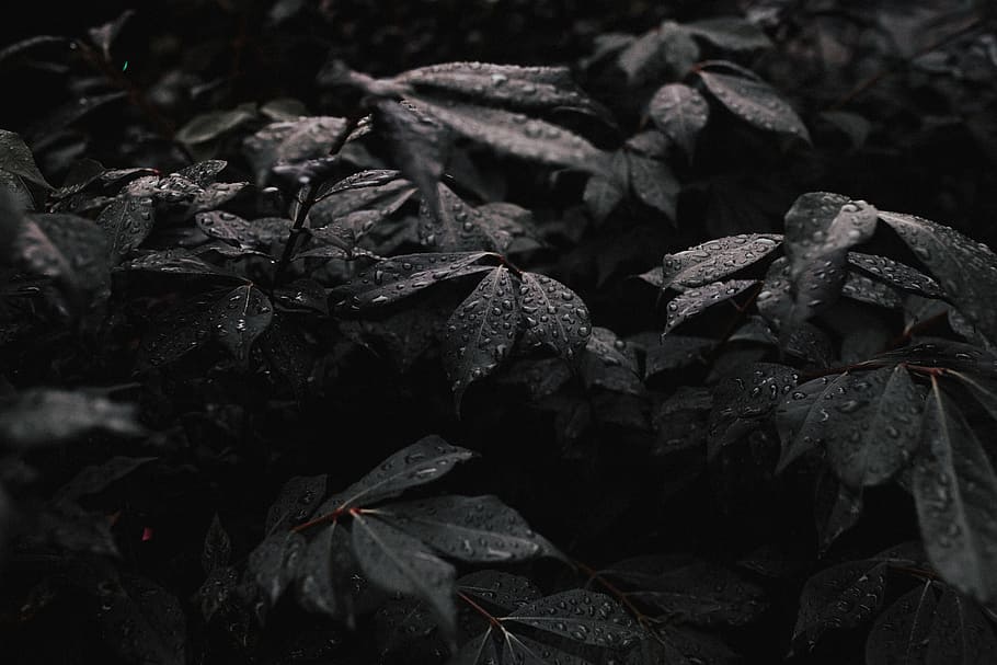 dark, plant, leaf, nature, wet, water, plant part, close-up HD wallpaper