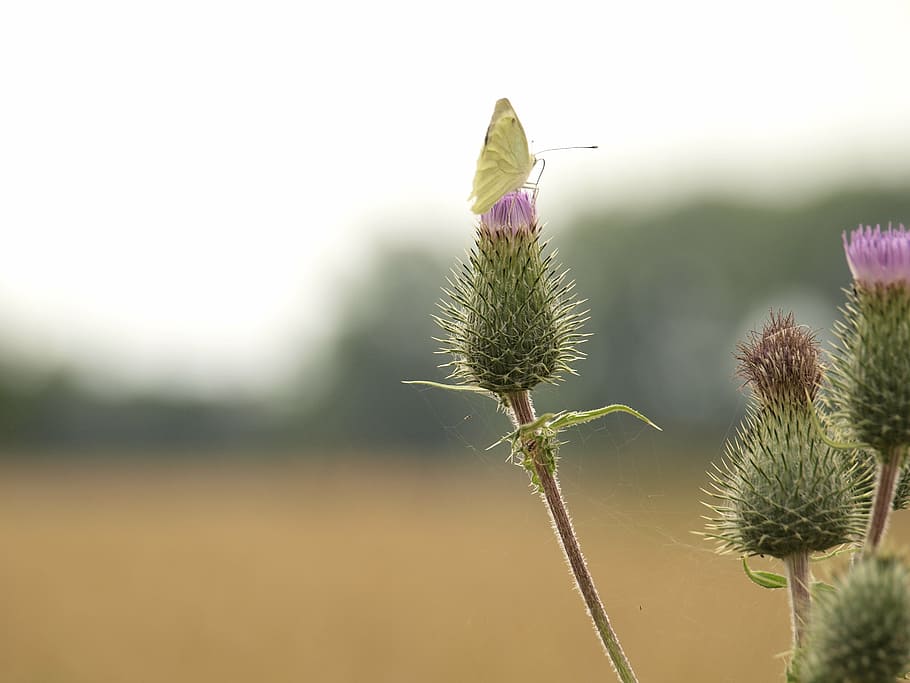 close, butterfly, thistle, insect, nature, wing, summer, flower HD wallpaper