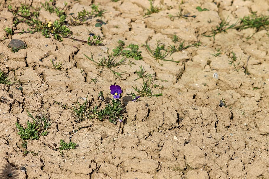 purple petaled flower on brown dirt, 400–500, arable, earth HD wallpaper