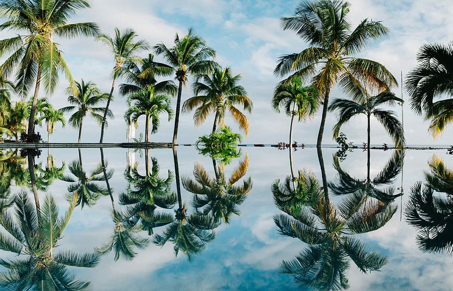 water reflection of coconut palm trees, palm trees near body of water under blue sky during daytime, HD wallpaper