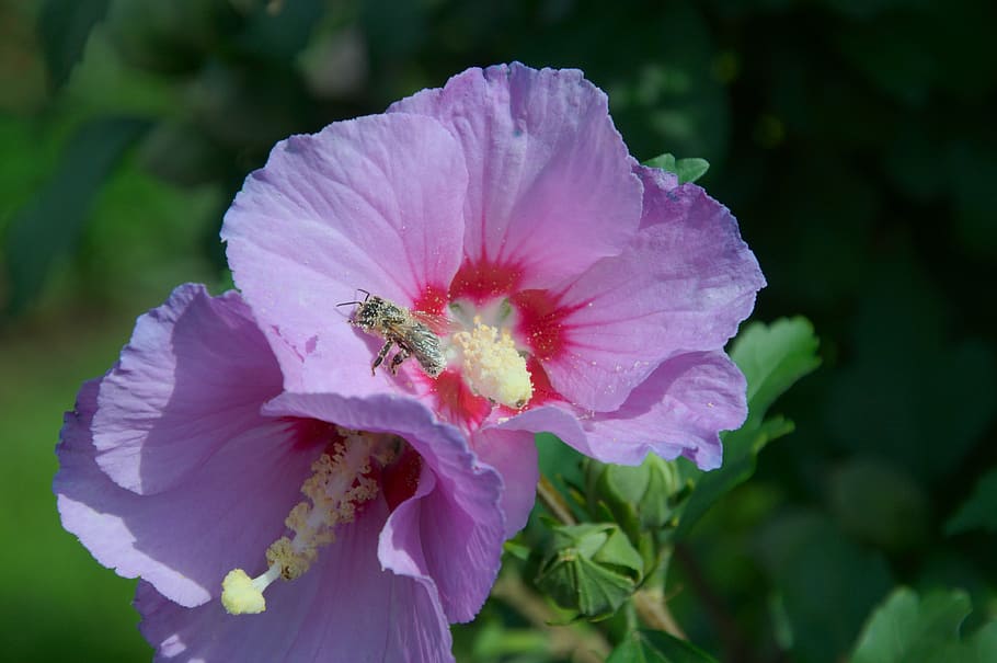 hibiscus, bush, pollen, bee, flower, flowering plant, freshness HD wallpaper