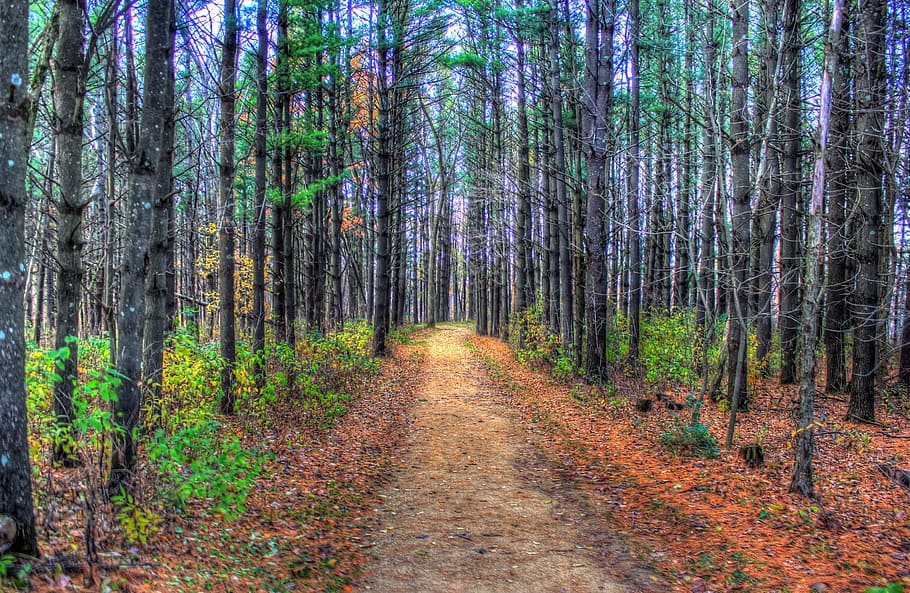 tree tunnel at daytime, forest, woods, landscape, road, trail HD wallpaper