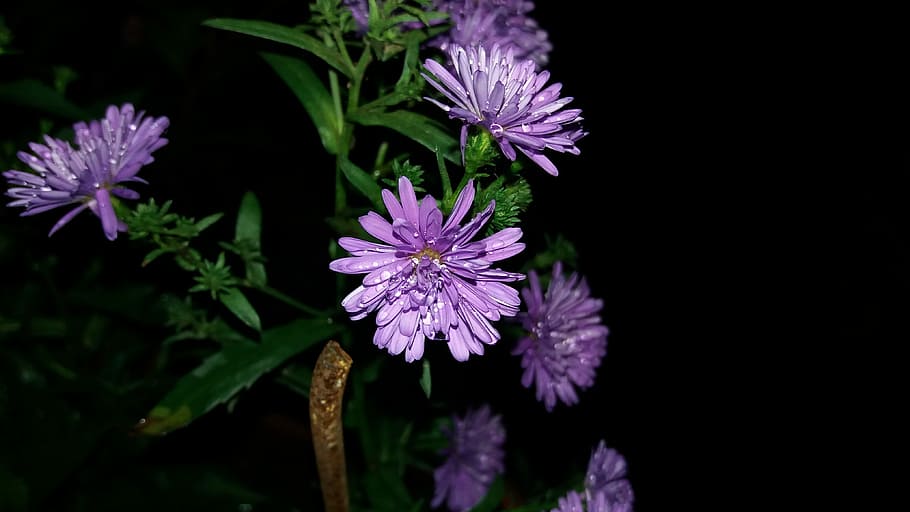 Flower, Nature, Drops, Plants, flowers, purple, no people, fragility HD wallpaper