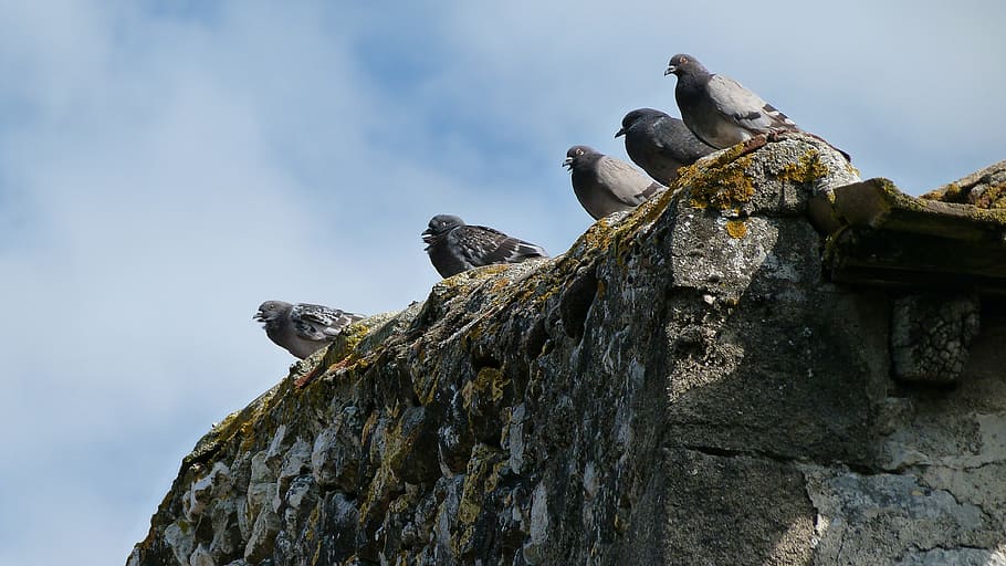 pigeons, birds, wall, perched, nature, group, pause, animals in the wild HD wallpaper