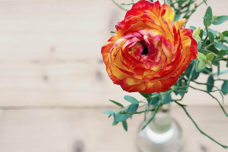 orange and yellow petaled flower in bloom at daytime, ranunculus HD wallpaper