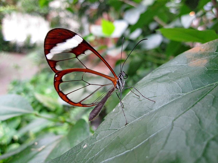 closeup photo of glasswing butterfly, glass wing-butterfly, haetera piera, HD wallpaper