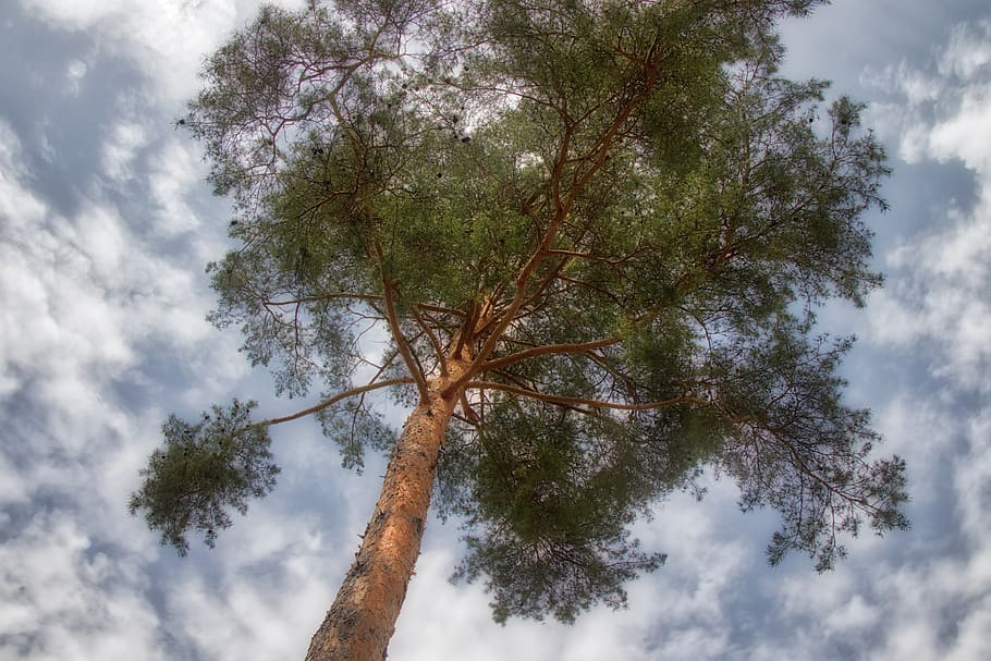 tree, nature, wood, plant, sky, cloud - sky, low angle view HD wallpaper