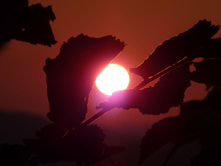 sunset, sky, evening sky, moon, accommodation, orange sky, leaves HD wallpaper