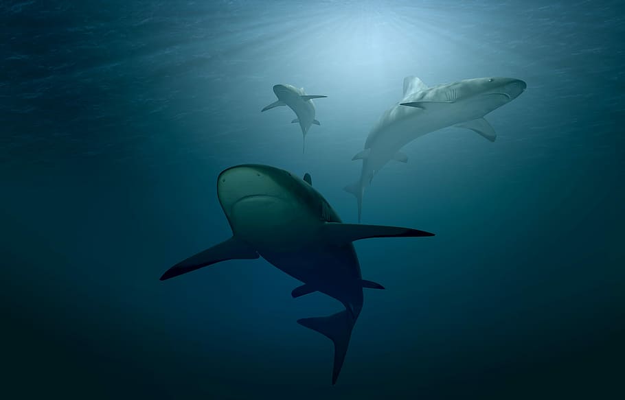 sharks under body of water, hai, sea, ocean, underwater, light, HD wallpaper