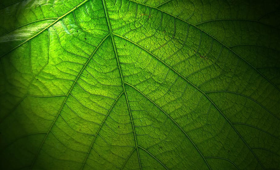 green leaf, great, nature, large leaves, close, plant, veins HD wallpaper