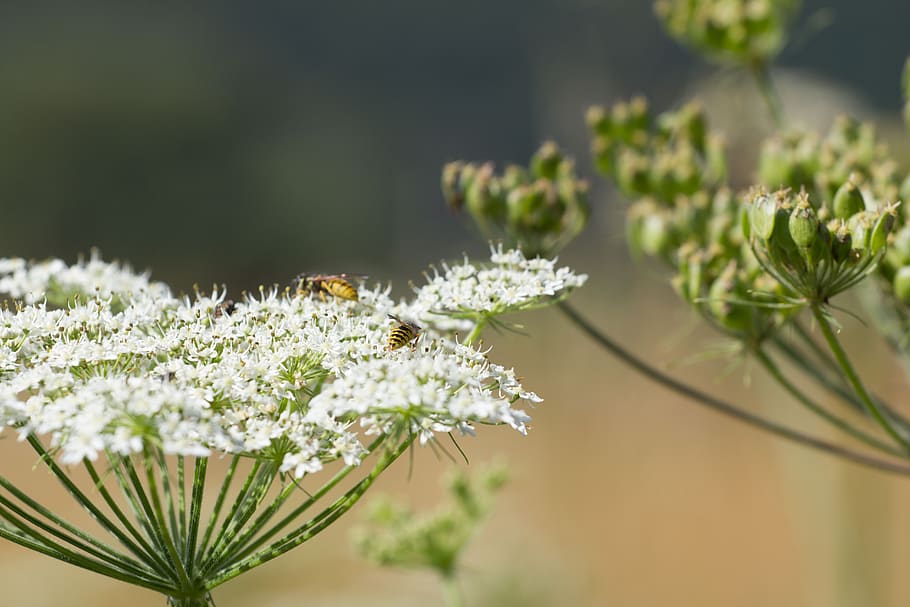 flower, bee, nature, flowering plant, beauty in nature, fragility HD wallpaper