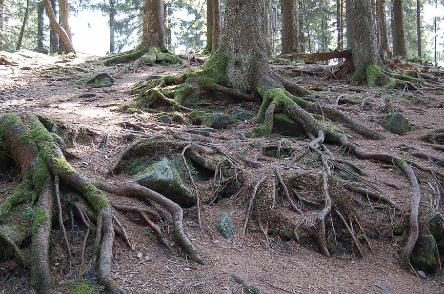 Root, Trees, Wood, Overgrown, Nature, tribe, log, old tree HD wallpaper