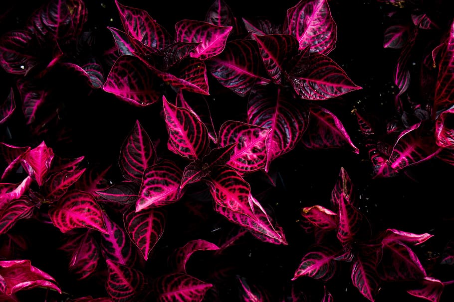 top view of pink coleus plants, top view of red and black plant HD wallpaper