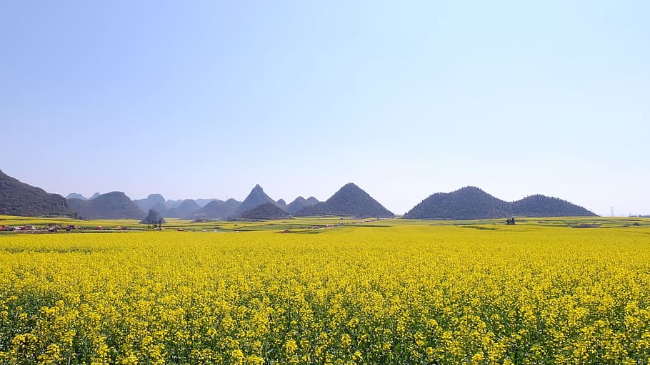 rape, luoping, china, cole, hill, yellow, landscape, environment HD wallpaper