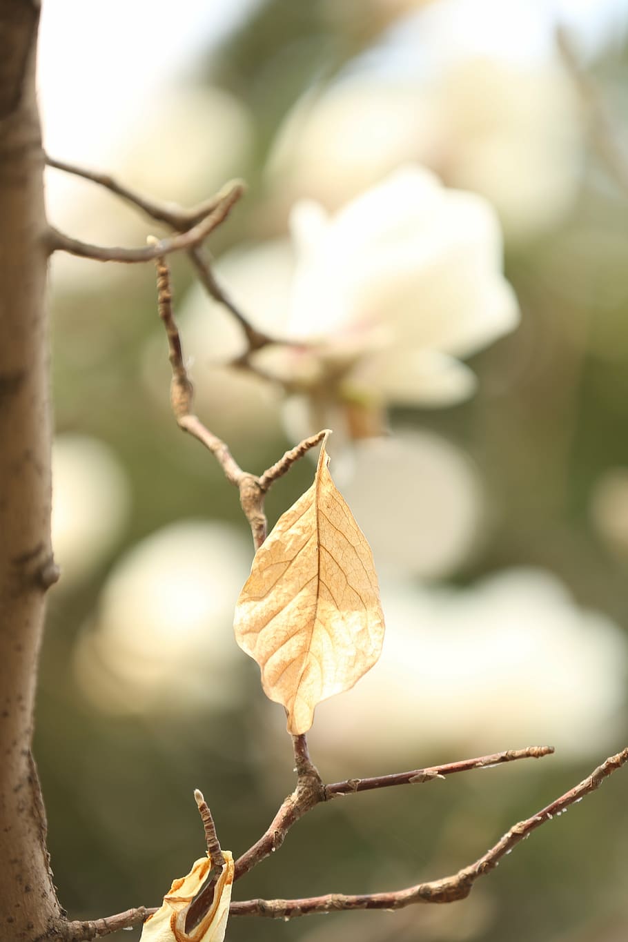 magnolia flower, white, focus on foreground, plant, close-up HD wallpaper