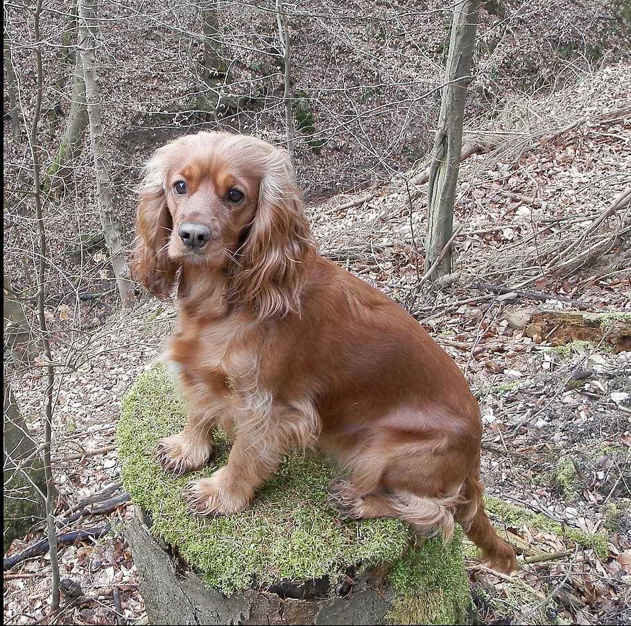 dog, cocker, spaniel, brown, pet, pets, animal, cute, cocker Spaniel HD wallpaper