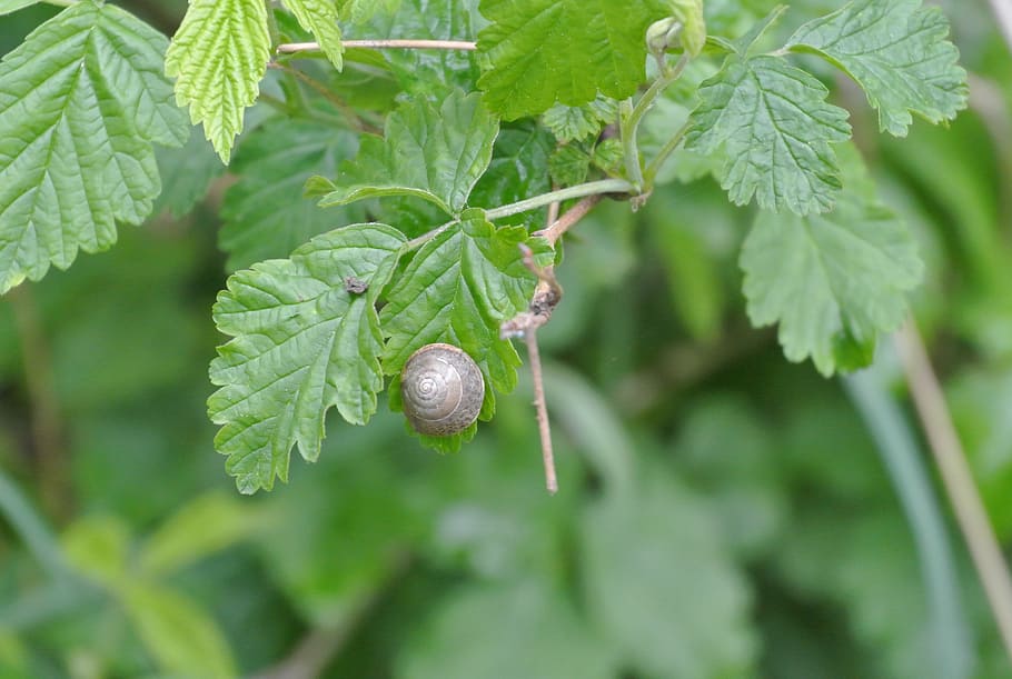 close, leaf, green, snail, park, plant part, green color, growth HD wallpaper