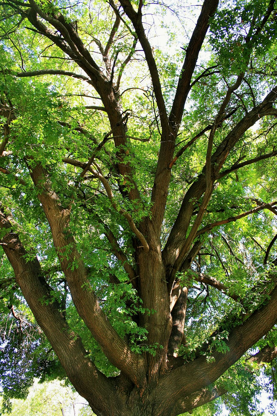 oak tree, majestic, old, grand, big, shade, park, plant, tree trunk HD wallpaper