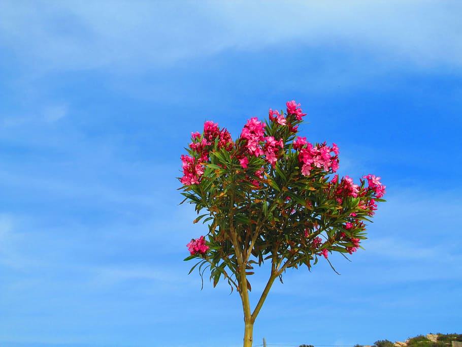 oleander, red, bäumchen, flowers, pink, blue sky, flowering plant HD wallpaper