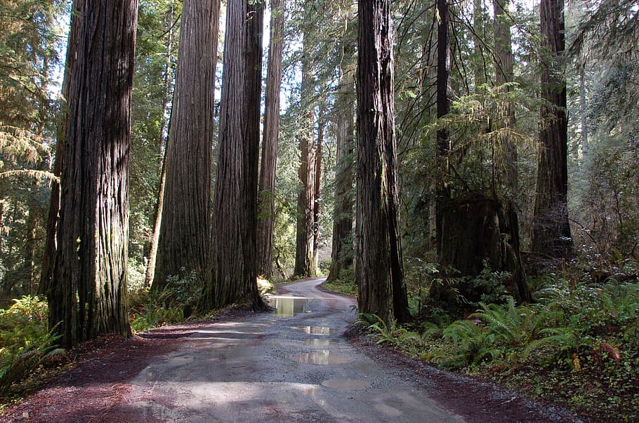 california redwoods, redwood trees, road, forest, giant trees, HD wallpaper