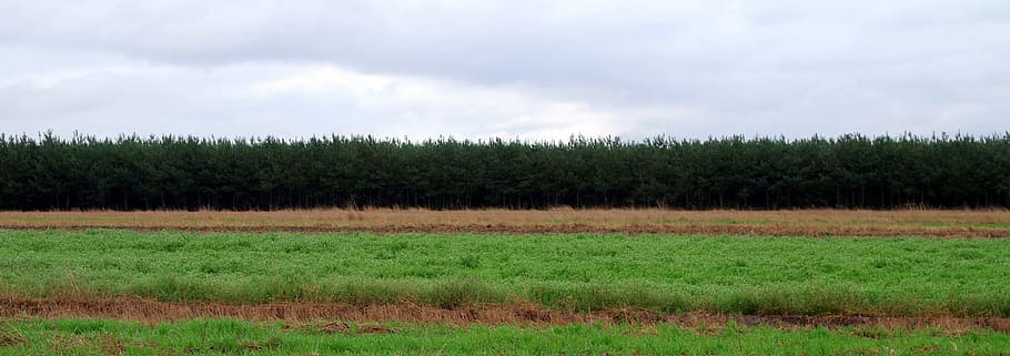 meadow, forest, sky, layer, seat belts, lines, straight, trellis HD wallpaper