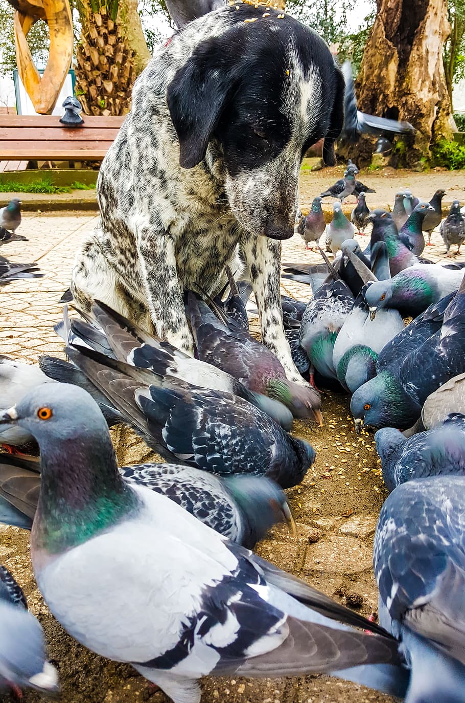 dog surrounded by flock of pigeons, Animal, Bird, Background