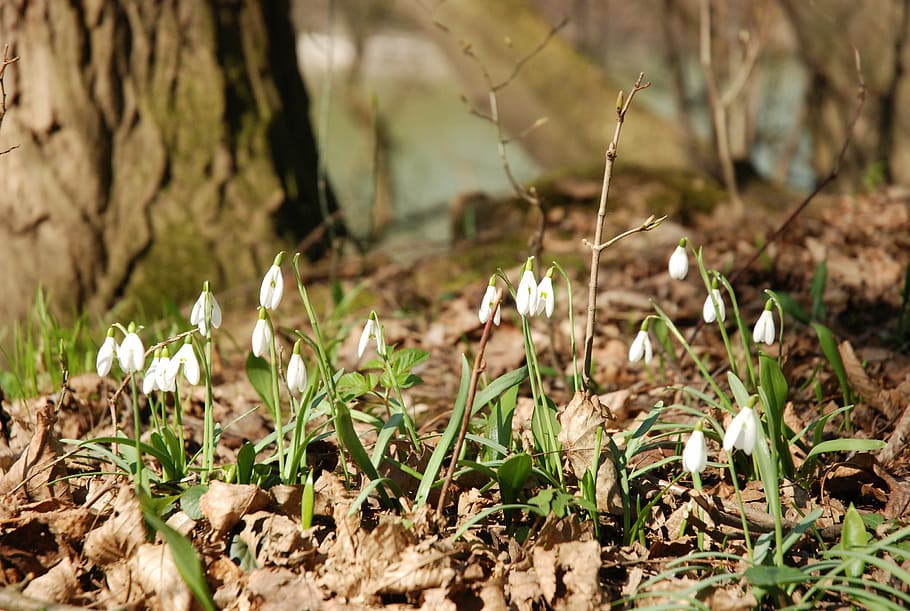 snowdrops, floodplain forest, spring, flowers, plant, growth HD wallpaper