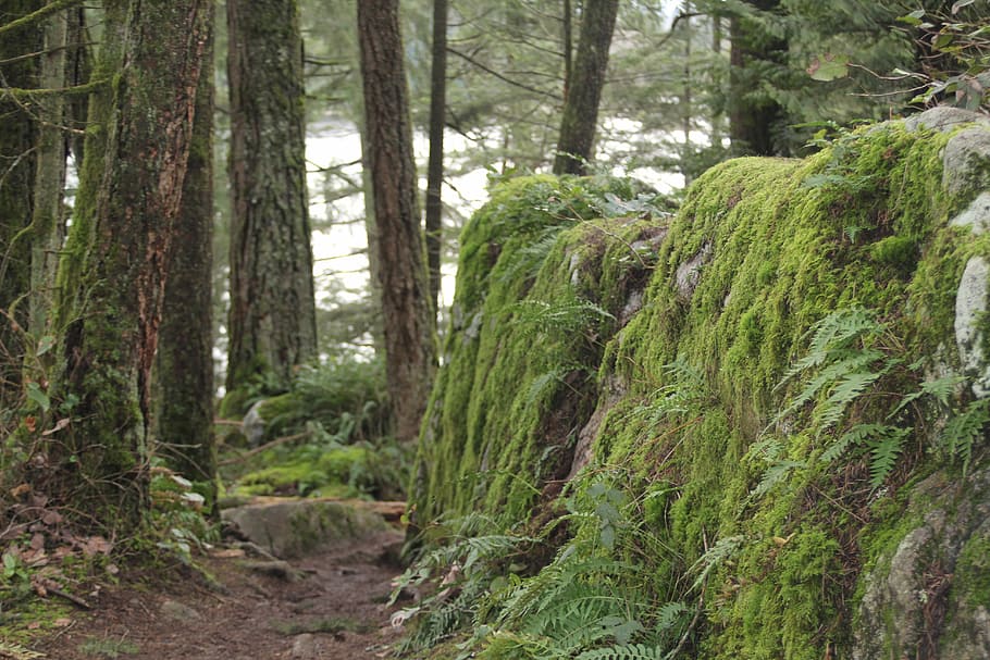 moss, jungle, rock, trail, nature, forest, tree, woodland, outdoors HD wallpaper