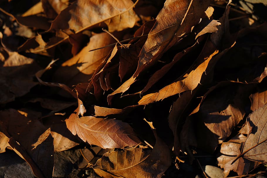 dead leaf, plant, park, plant part, dry, autumn, leaves, nature HD wallpaper