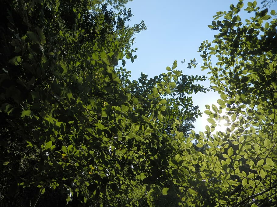 tree, nature, natural, green, woods, sun, sunlight, beautiful HD wallpaper