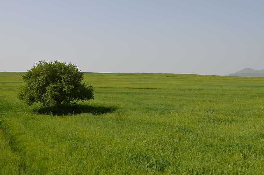 Tree, Nature, Landscape, Background, grass, scenics, rural Scene HD wallpaper