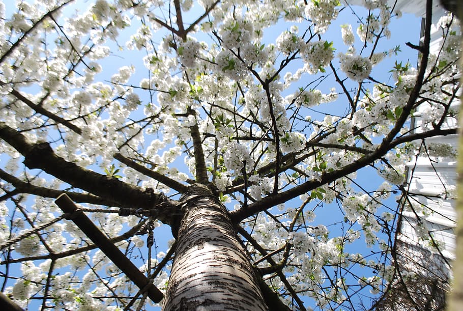tree, flowers, spring, cherry, fruit tree, flowering, sky, garden HD wallpaper