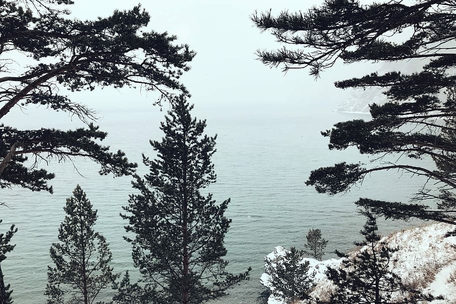 green trees, green pine trees near body of water, ocean, looking through foliage HD wallpaper