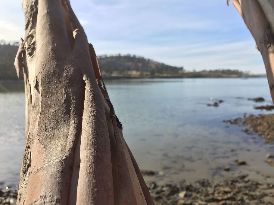 tree, bark, water, wood, textures, tree trunk, brown, rocks HD wallpaper