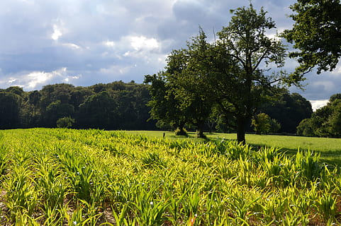 Corn, Fields, Monoculture, corn fields, reported, flood, risk HD wallpaper