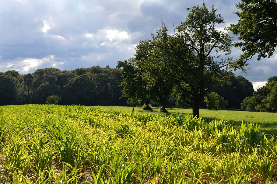 Corn, Fields, Monoculture, corn fields, reported, flood, risk HD wallpaper