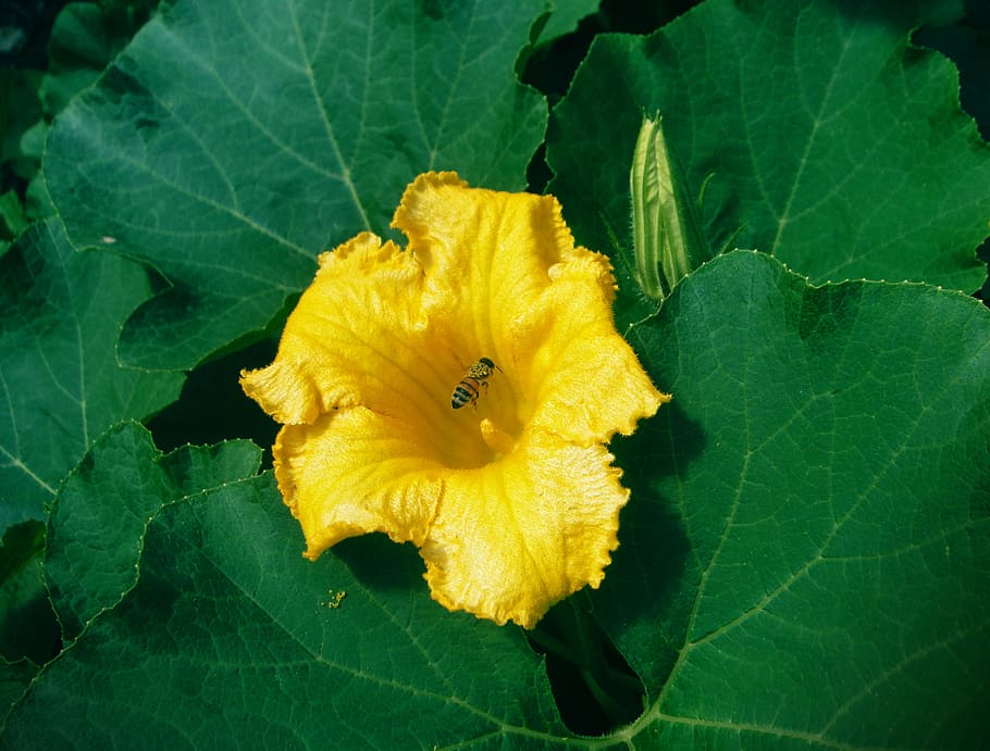 pumpkin, flower, bee, nectar, collecting nectar, flowering plant HD wallpaper