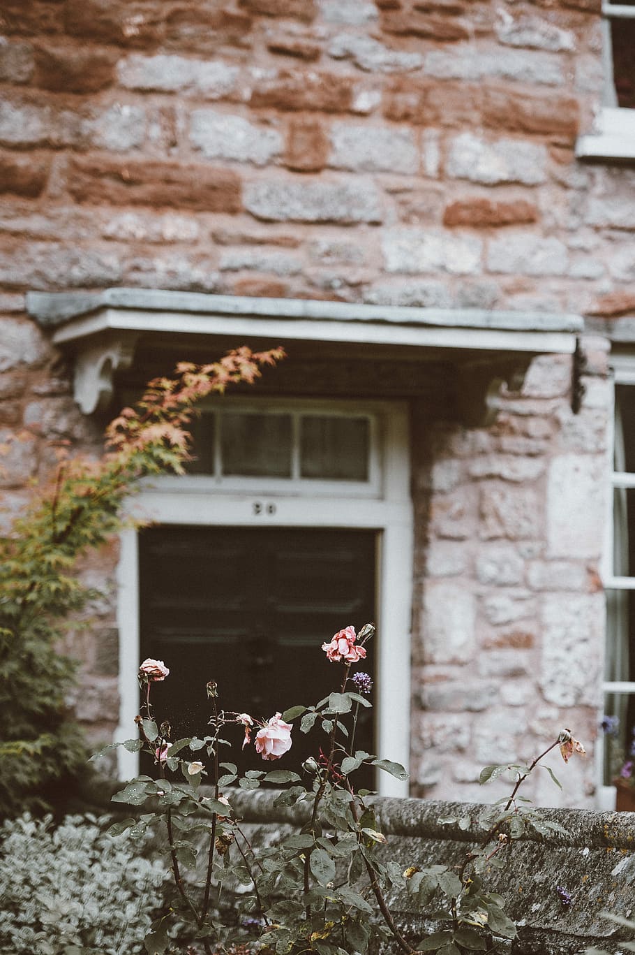 English facade, shallow focus photography of pink flowers, rose HD wallpaper
