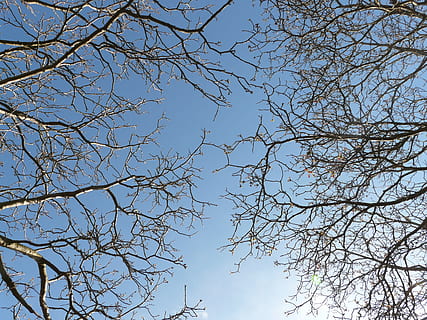 trees, aesthetic, sky, upward, treetops, crown, dom, low angle view HD wallpaper